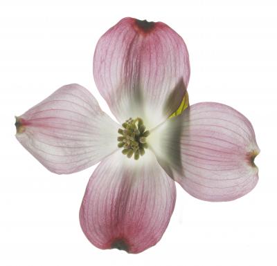 Chad Kleitsch Untitled 122