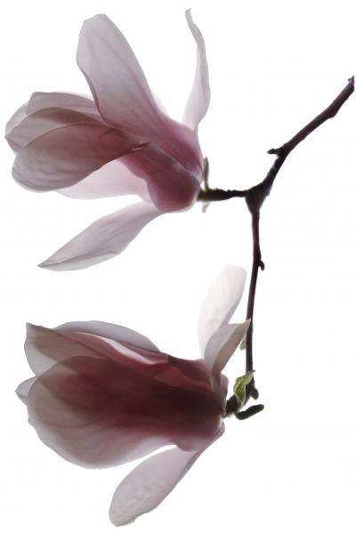 Chad Kleitsch Untitled 48