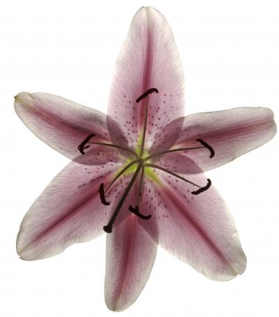 Chad Kleitsch Untitled 54