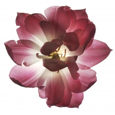 Chad Kleitsch Untitled 60