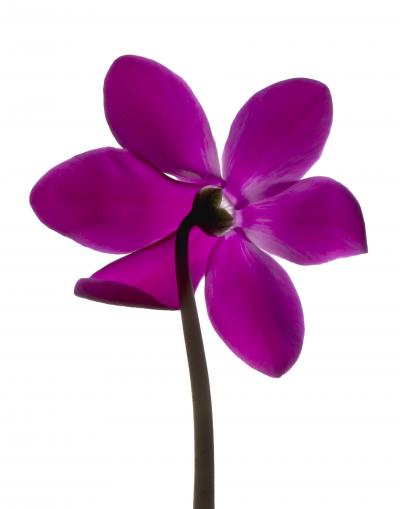 Chad Kleitsch Untitled 66