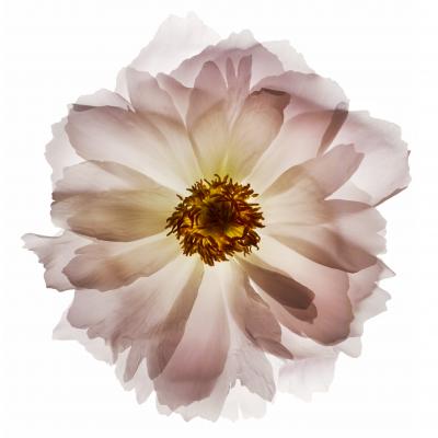 Chad Kleitsch Untitled 72