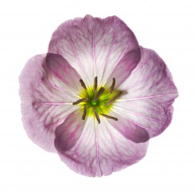 Chad Kleitsch Untitled 80