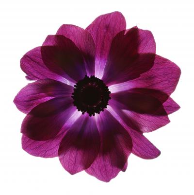 Chad Kleitsch Untitled 88