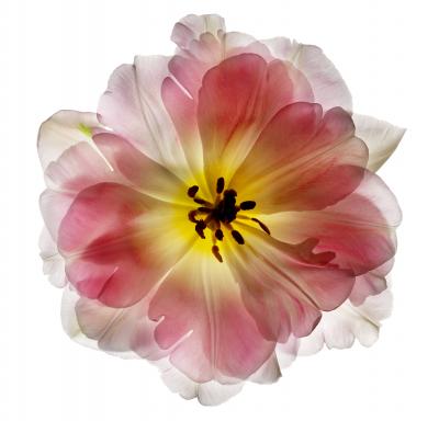 Chad Kleitsch Untitled 89