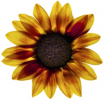 Chad Kleitsch Untitled 93