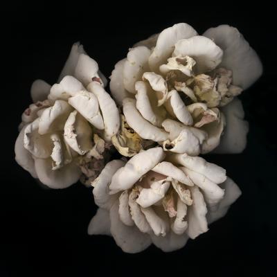 Chad Kleitsch Untitled Flower 01