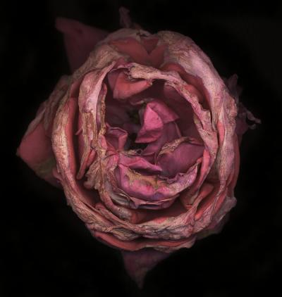 Chad Kleitsch Untitled Flower 03