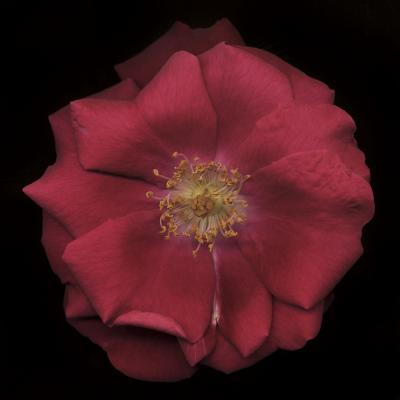 Chad Kleitsch Untitled Flower 05