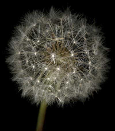 Chad Kleitsch Untitled Flower 06