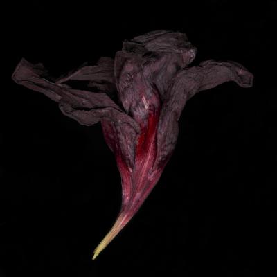 Chad Kleitsch Untitled Flower 08