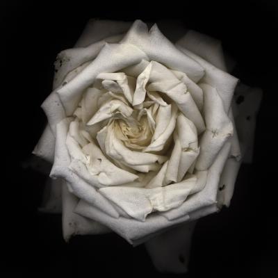 Chad Kleitsch Untitled Flower 09