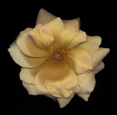 Chad Kleitsch Untitled Flower 10
