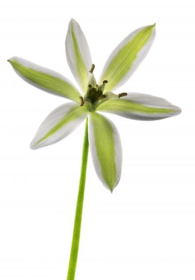 Chad Kleitsch Untitled Flower 103