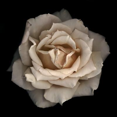 Chad Kleitsch Untitled Flower 11