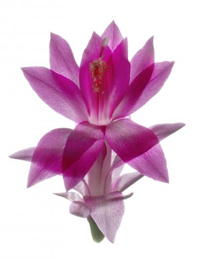 Chad Kleitsch Untitled Flower 124