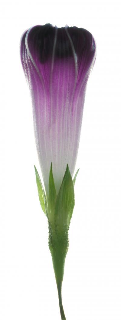 Chad Kleitsch Untitled Flower 129