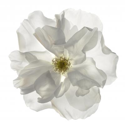 Chad Kleitsch Untitled Flower 132