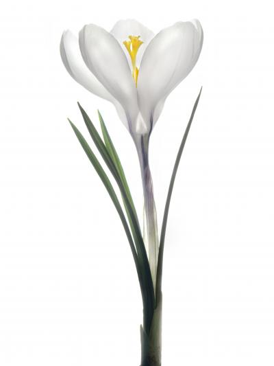 Chad Kleitsch Untitled Flower 140