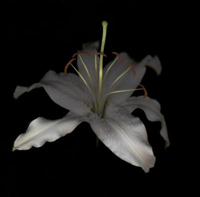 Chad Kleitsch Untitled Flower 15