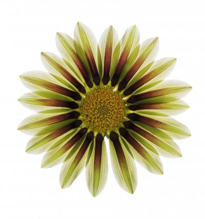 Chad Kleitsch Untitled Flower 150