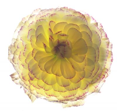 Chad Kleitsch Untitled Flower 152