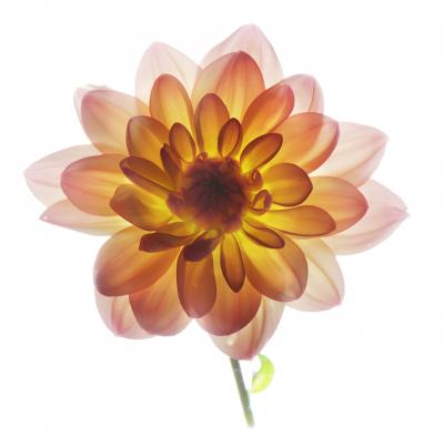 Chad Kleitsch Untitled Flower 154