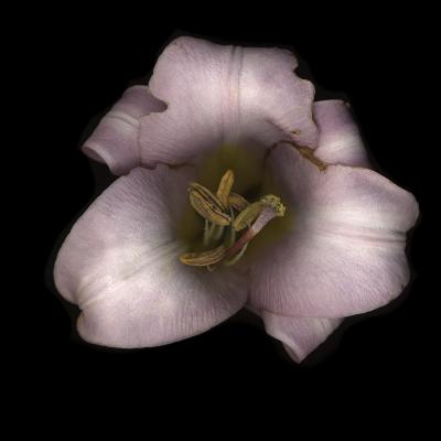 Chad Kleitsch Untitled Flower 16