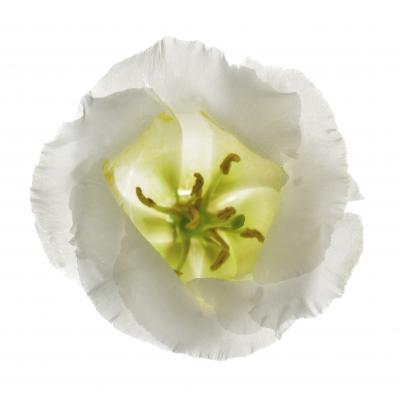 Chad Kleitsch Untitled Flower 163