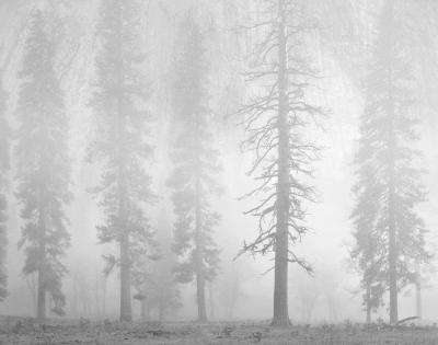 Charles Cramer Pines Dusk El Capitan Meadow Yosemite 1986