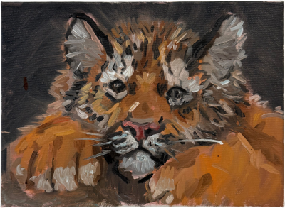 Charles Hasco t Baby Tiger 2025