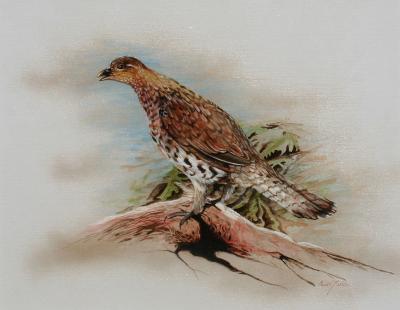 Chester Fields Ruffed Grouse