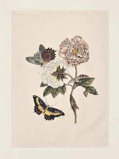 China Trade Painting of Flowers Butterflies circa 1880