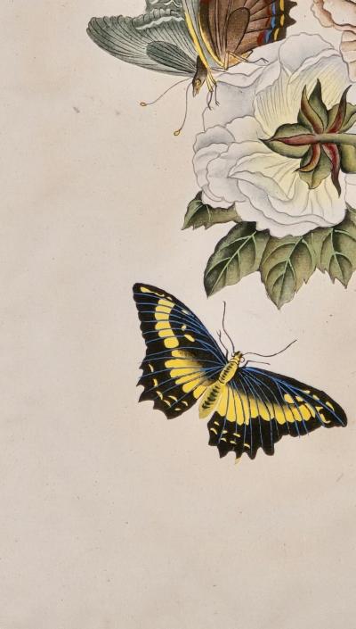 China Trade Painting of Flowers Butterflies circa 1880