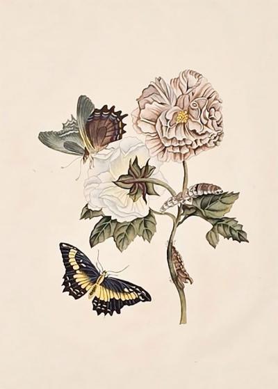 China Trade Painting of Flowers Butterflies circa 1880