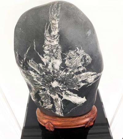 Chinese Scholar Rock Chrysanthemum Stone