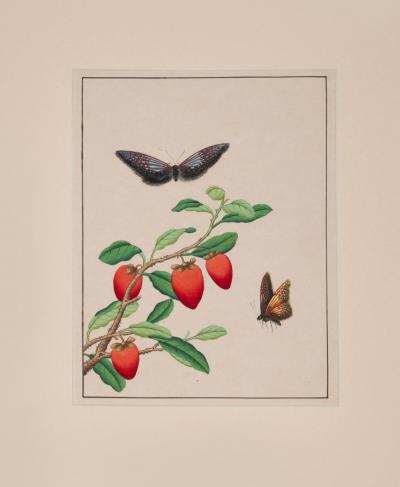 Chinese School Butterflies and Fruits