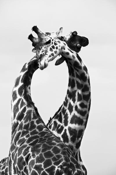 Christian Cravo Fighting Giraffes Tanzania