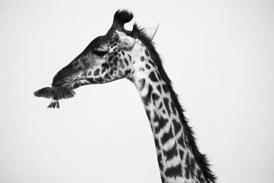 Christian Cravo Giraffe and Kissing Bird