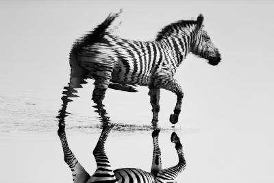 Christian Cravo Reflecting Zebra 11