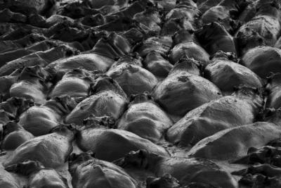 Christian Cravo Sea of Hippos