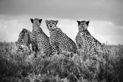 Christian Cravo Young Cheetah Family