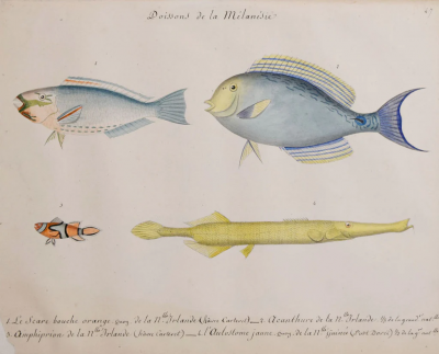 Christophe Paulin de La Poix de Fr minville POISSONS DE LA MELANESIE