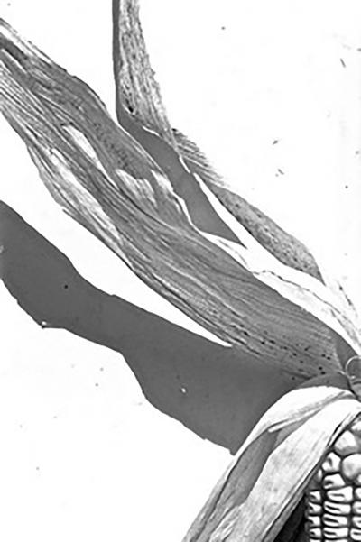 Christophe Von Hohenberg Corn set of three Gelatin silver prints by Christophe von Hohenberg