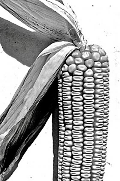 Christophe Von Hohenberg Corn set of three Gelatin silver prints by Christophe von Hohenberg