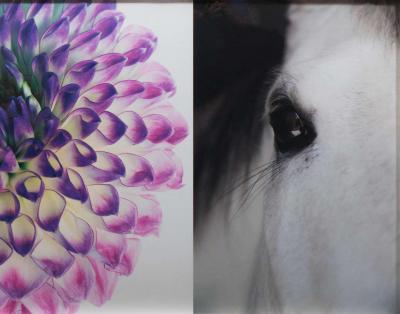 Christopher Makos Paul Solberg Horse Flower Photograph Series