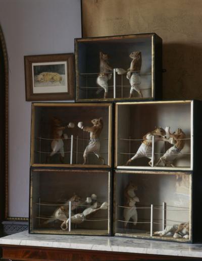 Christopher Simon Sykes Squirrels Boxing Match