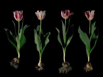 Christos J Palios Silver Standard Broken Tulips