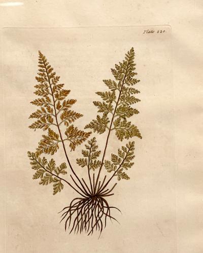 Circa 1735 Plate from Elizabeth Blackwells Herbarium England