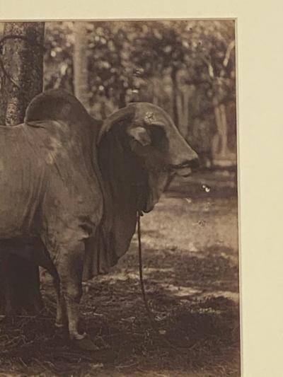 Circa 19th Century Photograph of a Brahma Bull India